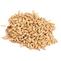 Chit Malt - Crisp Maltings