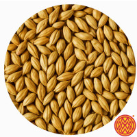 Close-up of Weyermann Carapils malt – light dextrin malt used to improve foam, head retention, and body in any beer style.