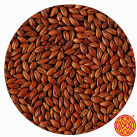 Circular close-up of Weyermann CaraRed malt on white background — red-brown caramel barley grains.