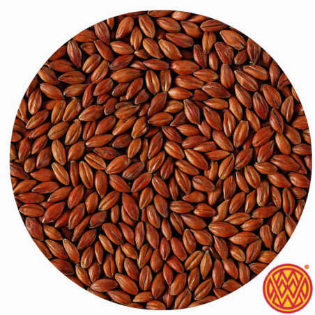 Circular close-up of Weyermann CaraRed malt on white background — red-brown caramel barley grains. Circular close-up of Weyermann CaraRed malt on white background — red-brown caramel barley grains.