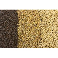 Malt