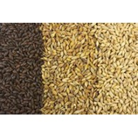 Malted Grains | Malt | Malted Barley | Home Brew