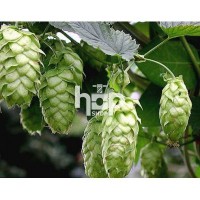 Hops for Beer Making | Home Brewing Hops