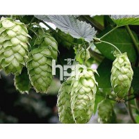 Hops